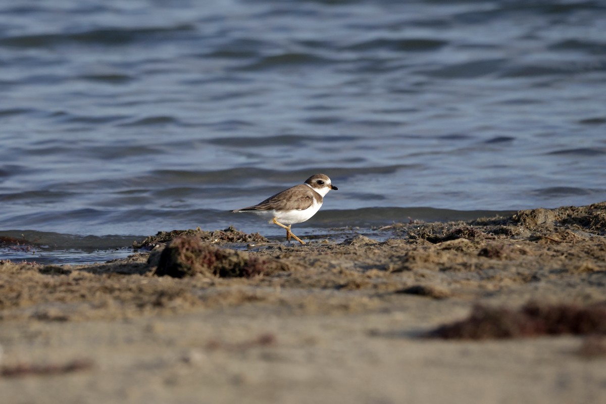 Semipalmated Plover - ML646563776