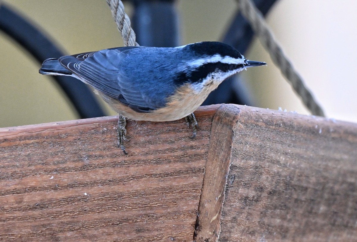 Trepador Canadiense - ML646563777