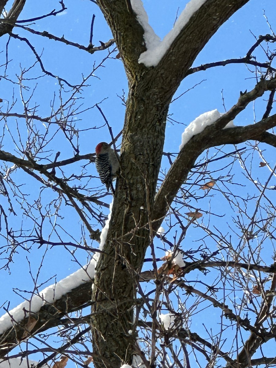 Гіла каролінська - ML646563778