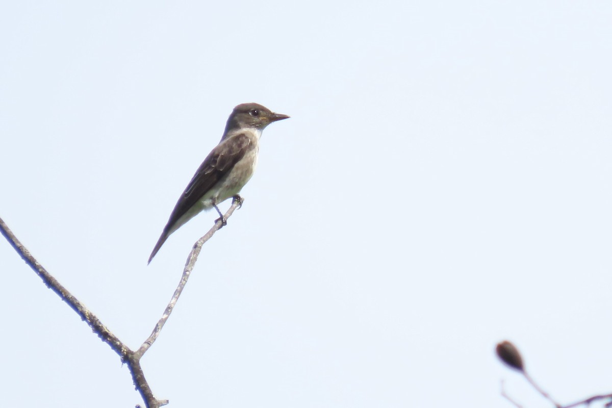 Pibí Boreal - ML646563780