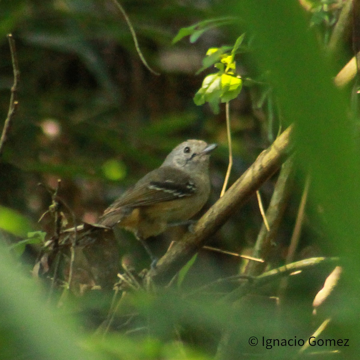 Batará Variable - ML646563781