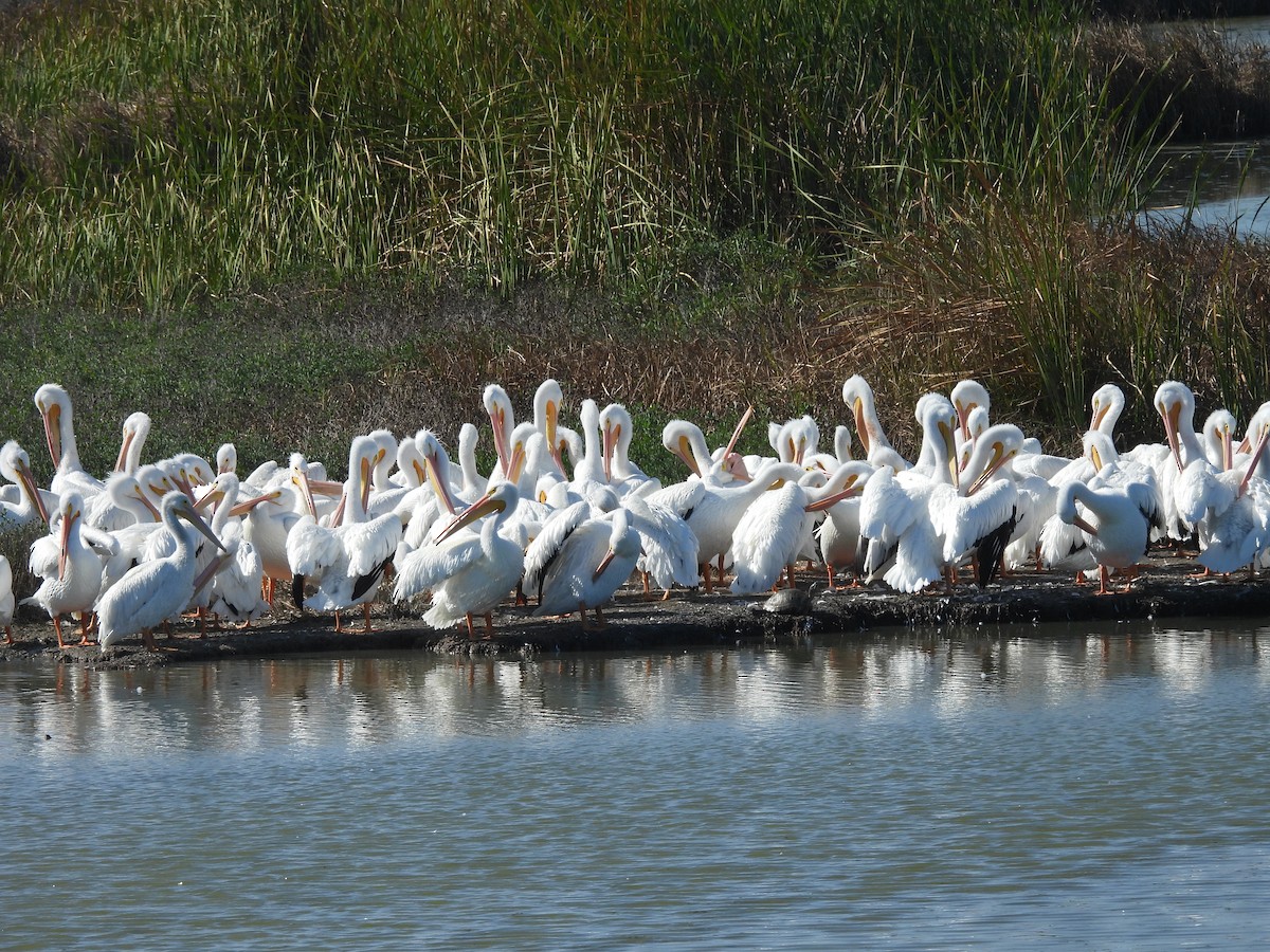 Pelícano Norteamericano - ML646563782