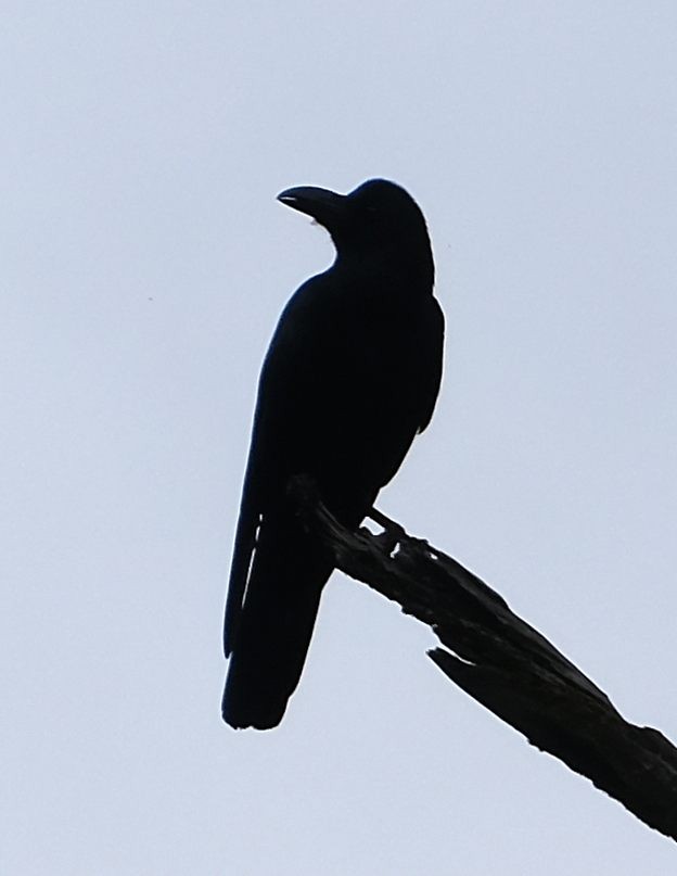 Cuervo Picudo - ML646563788