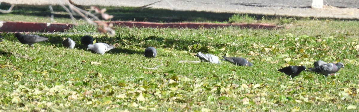 Paloma Bravía (variedad doméstica) - ML646563790