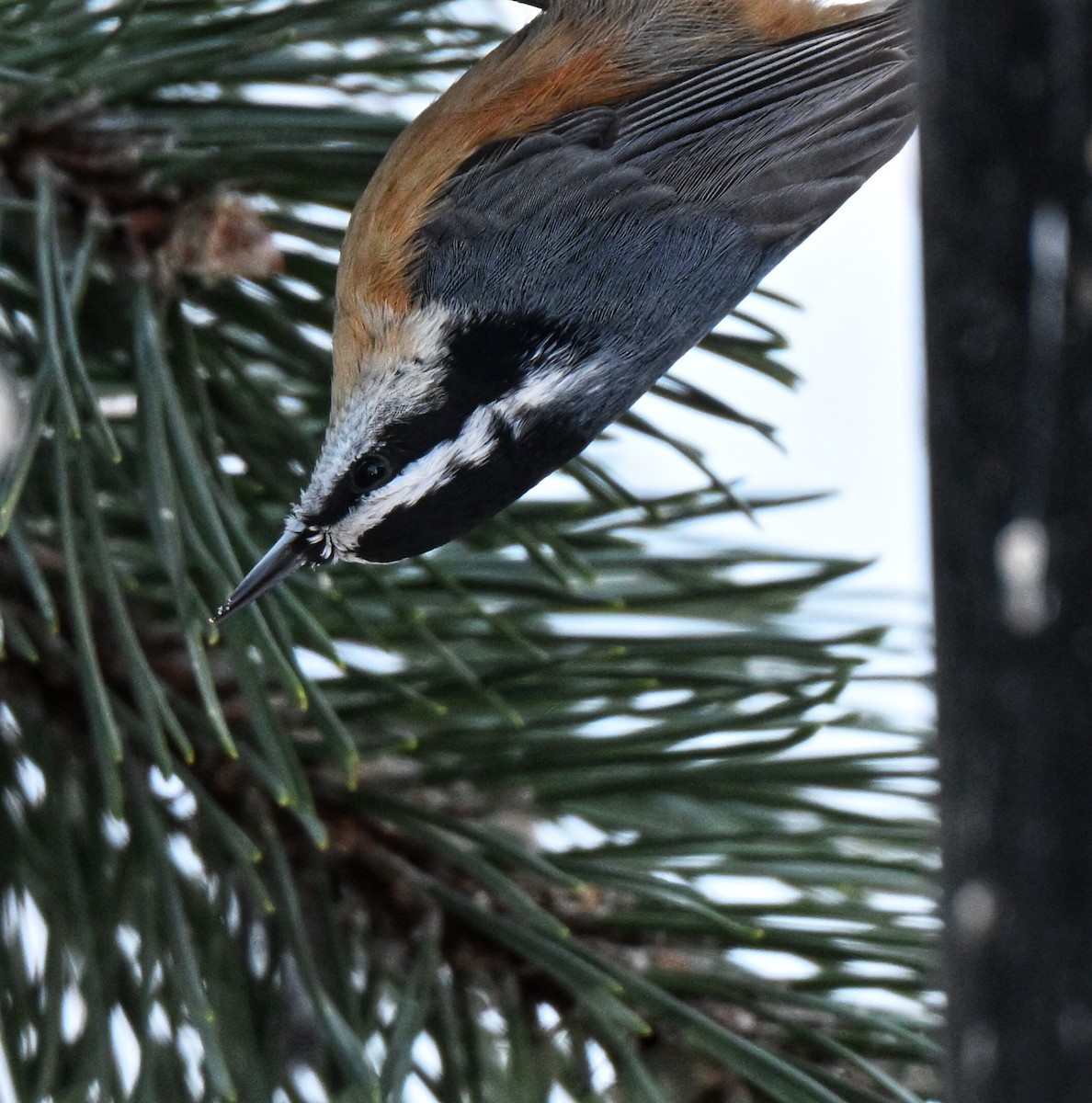 Trepador Canadiense - ML646563793