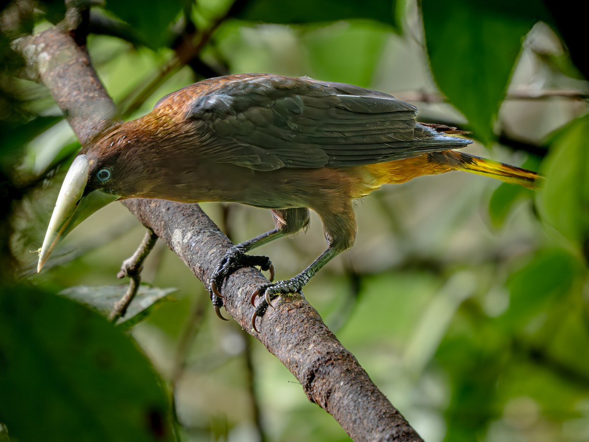 Cacique Cabecicastaño - ML646563794
