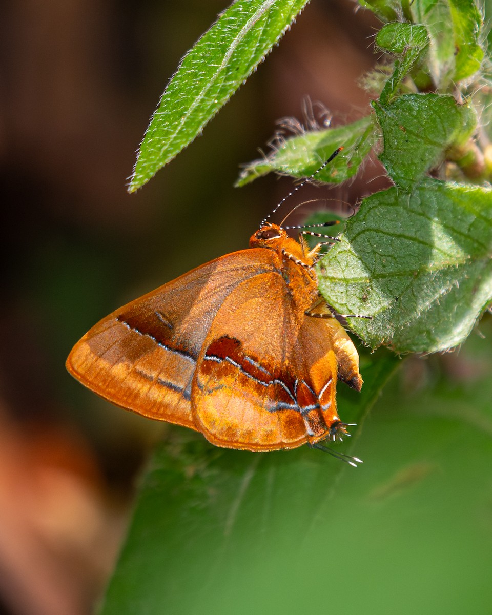 Shining Groundstreak - ML646563799