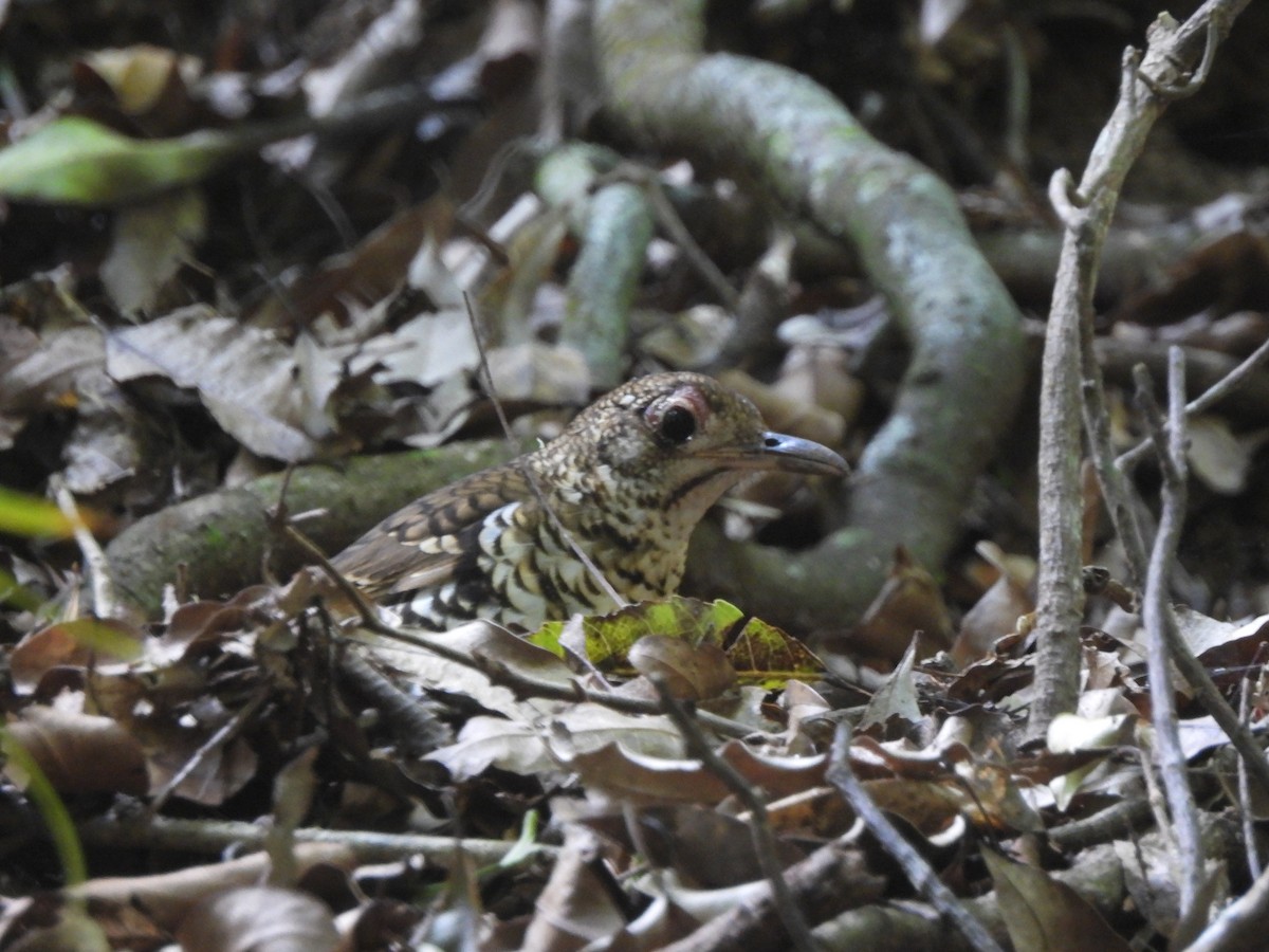 Zorzal de Heine - ML646563801