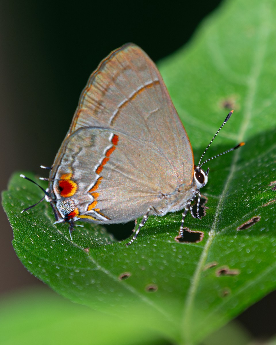 Sky-blue Groundstreak - ML646563802