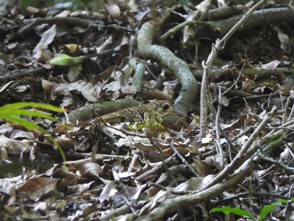 Zorzal de Heine - ML646563804