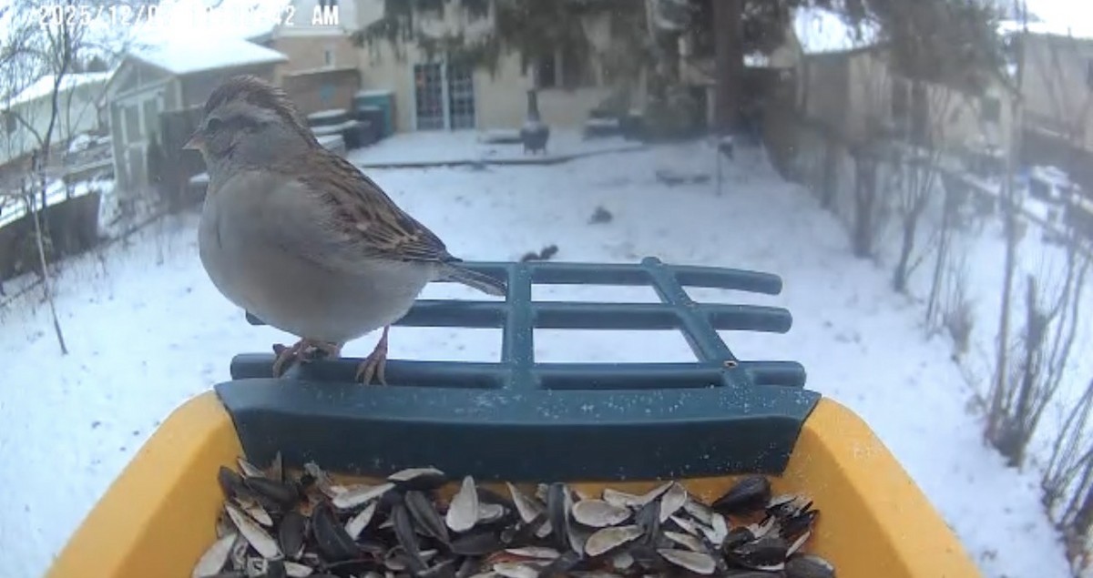 Chipping Sparrow - ML646563806