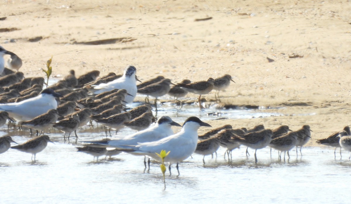Correlimos Acuminado - ML646563808