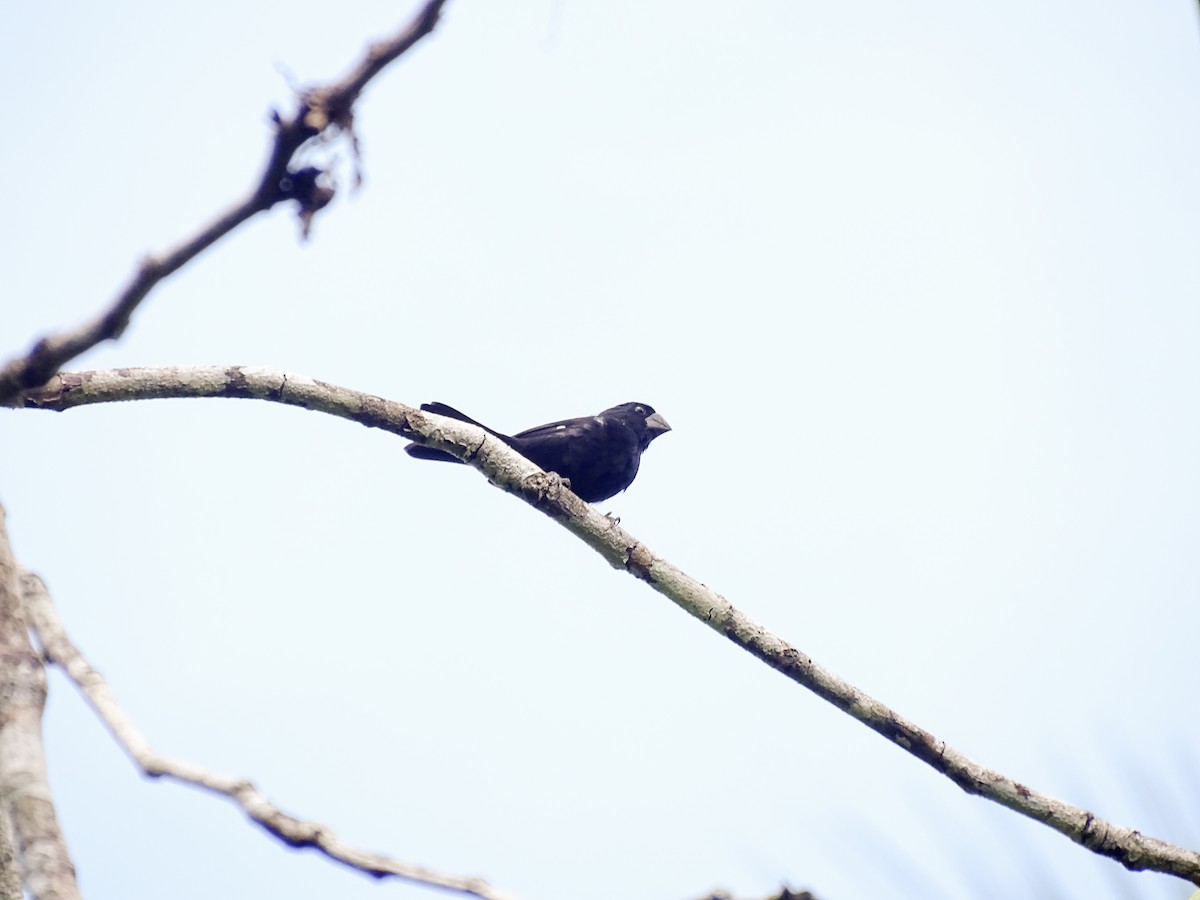 Semillero Piquigrueso - ML646563813