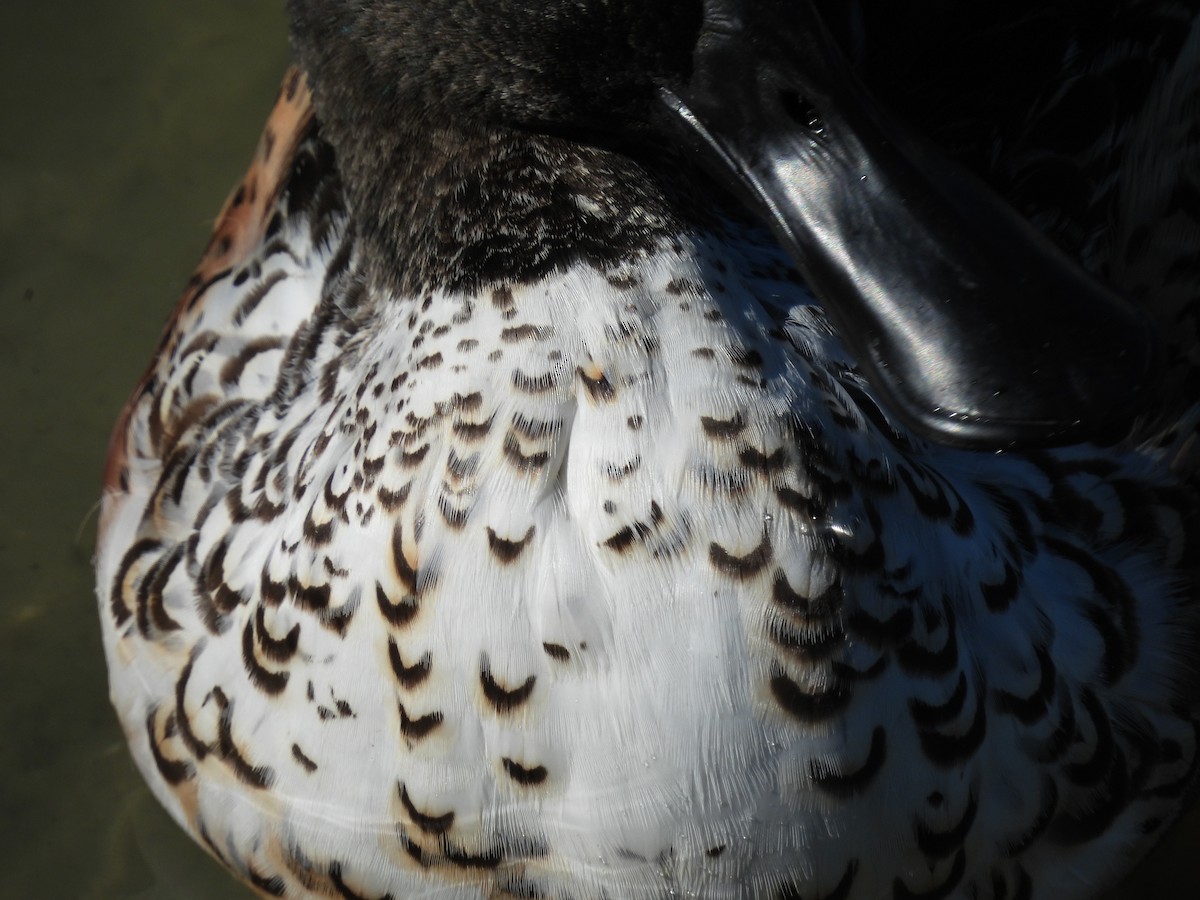 Cuchara Común - ML646563814