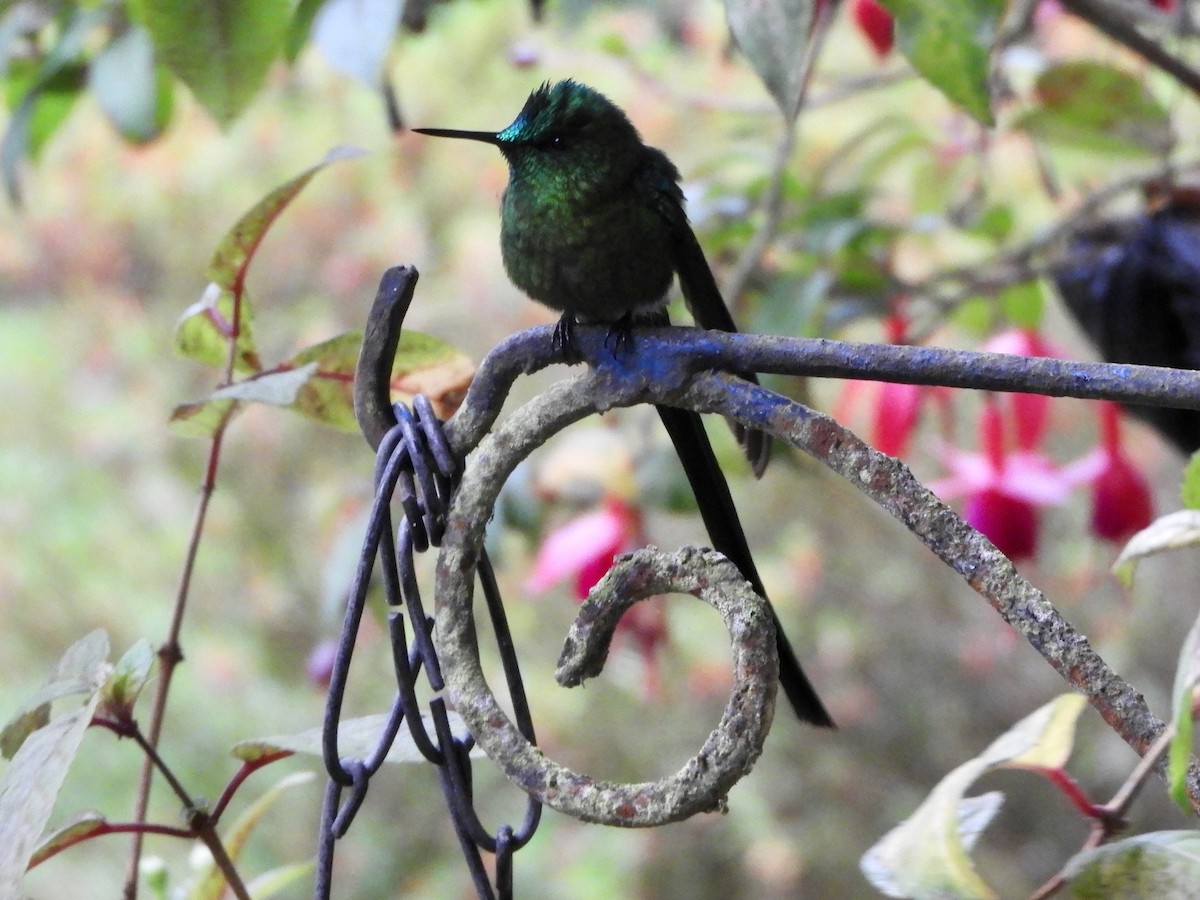 Silfo de King - ML646563815