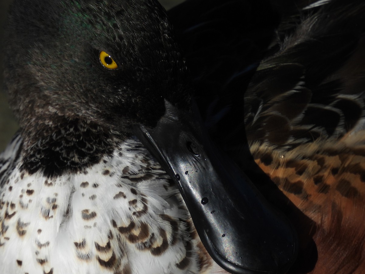 Cuchara Común - ML646563816