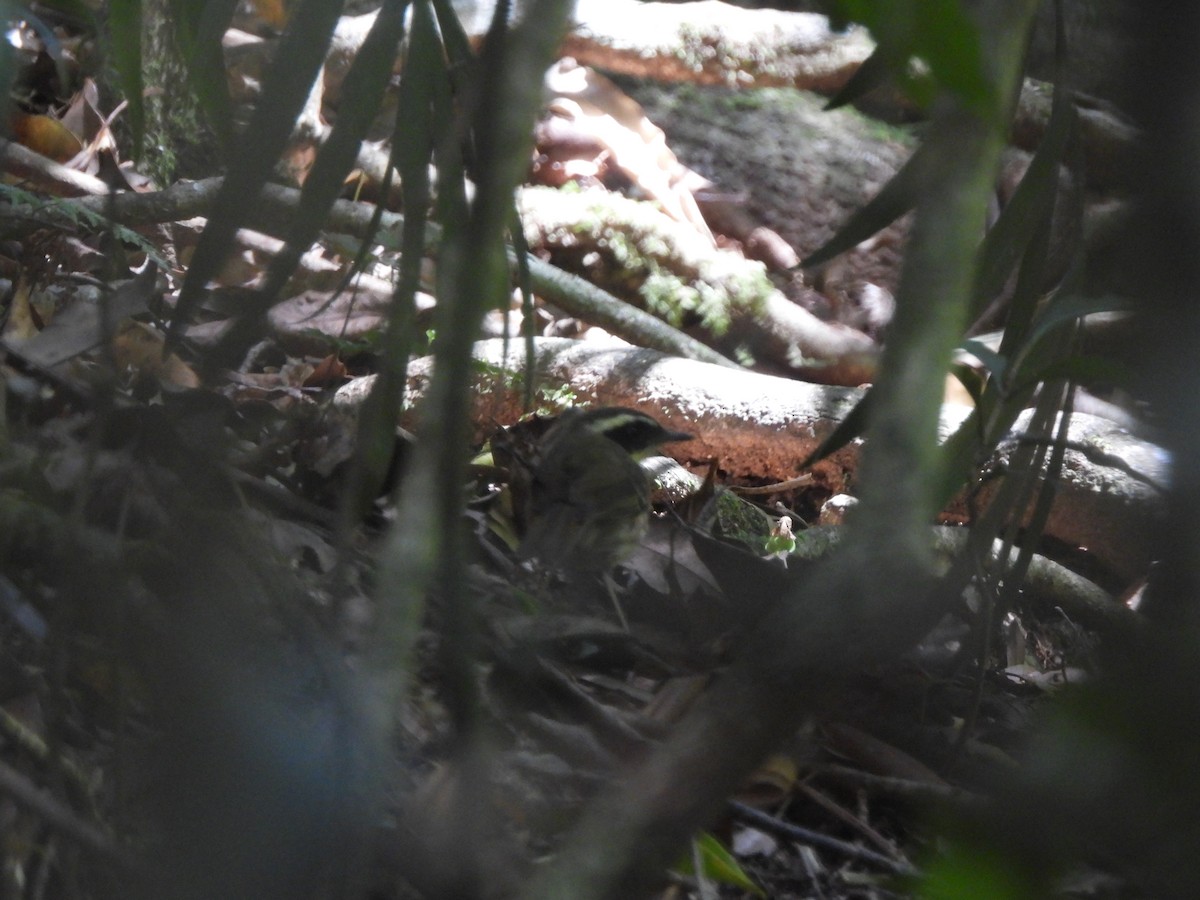 Sedosito Gorjigualdo - ML646563817