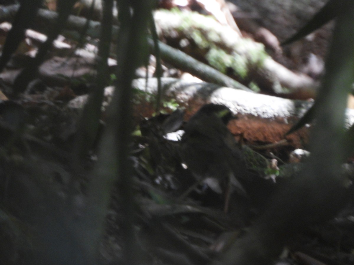 Sedosito Gorjigualdo - ML646563818