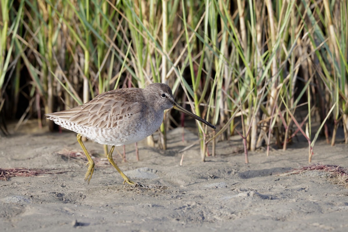 Short-billed Dowitcher - ML646563819