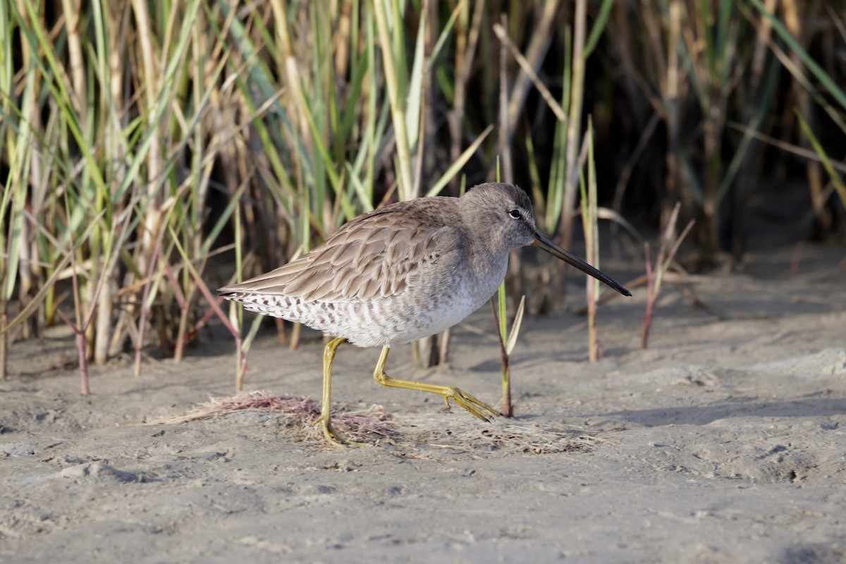 Short-billed Dowitcher - ML646563820