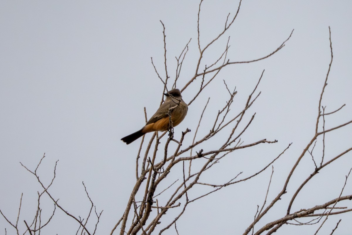 Say's Phoebe - ML646563821