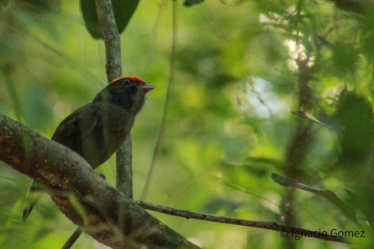 Saltarín Azul - ML646563823