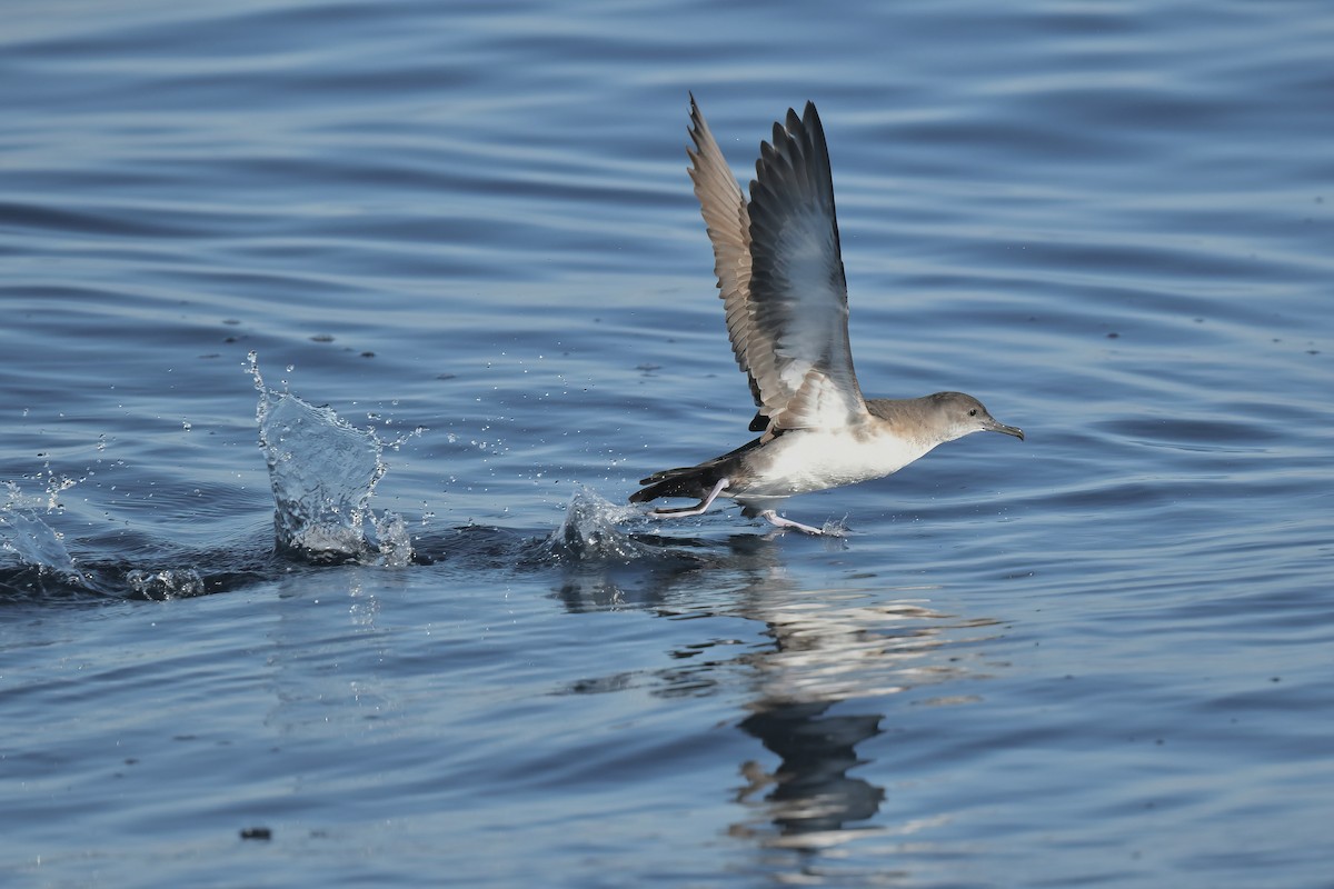 Black-vented Shearwater - ML646563826