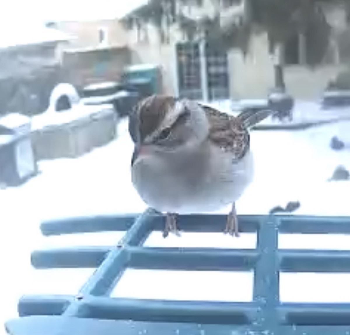 Chipping Sparrow - ML646563828