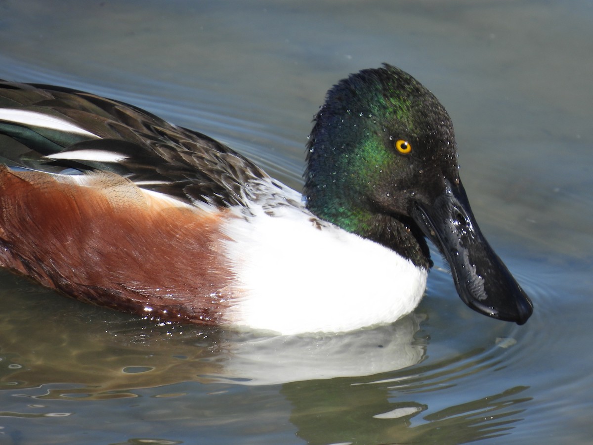 Cuchara Común - ML646563829