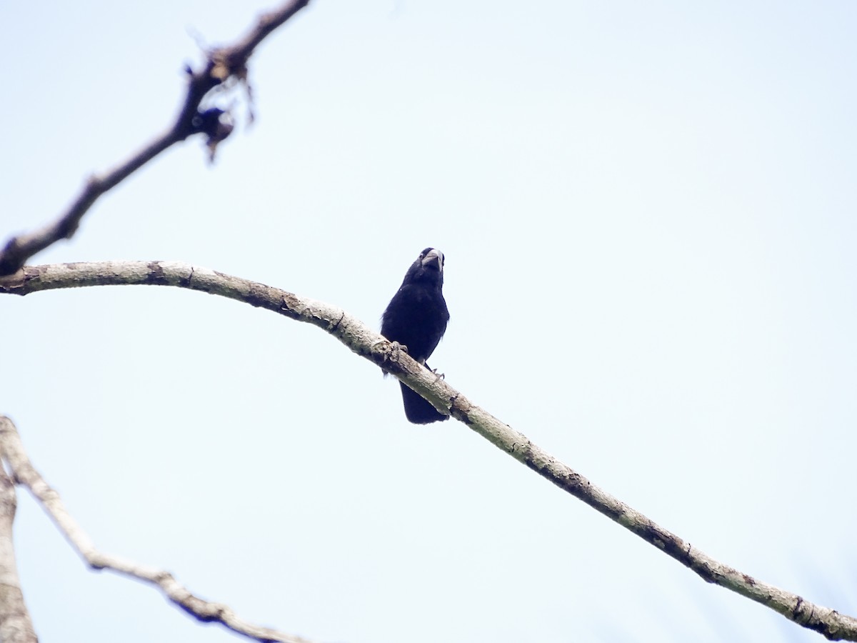 Semillero Piquigrueso - ML646563832