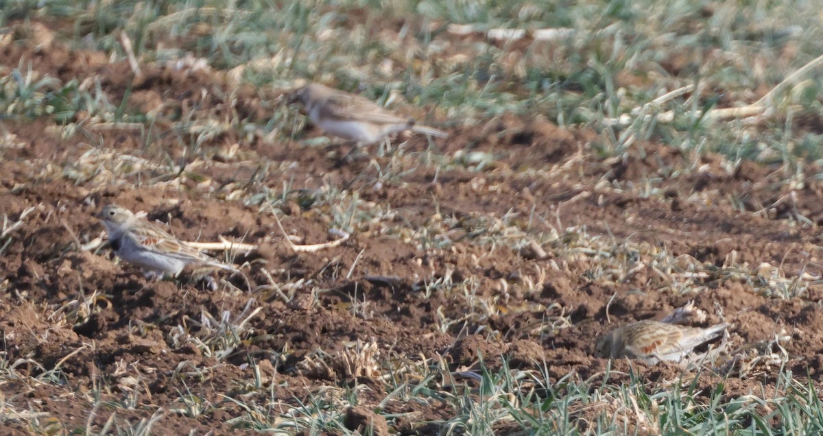 Escribano Piquigrueso - ML646563833