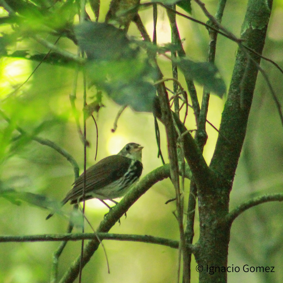 Mosquero Terrestre Sureño - ML646563836