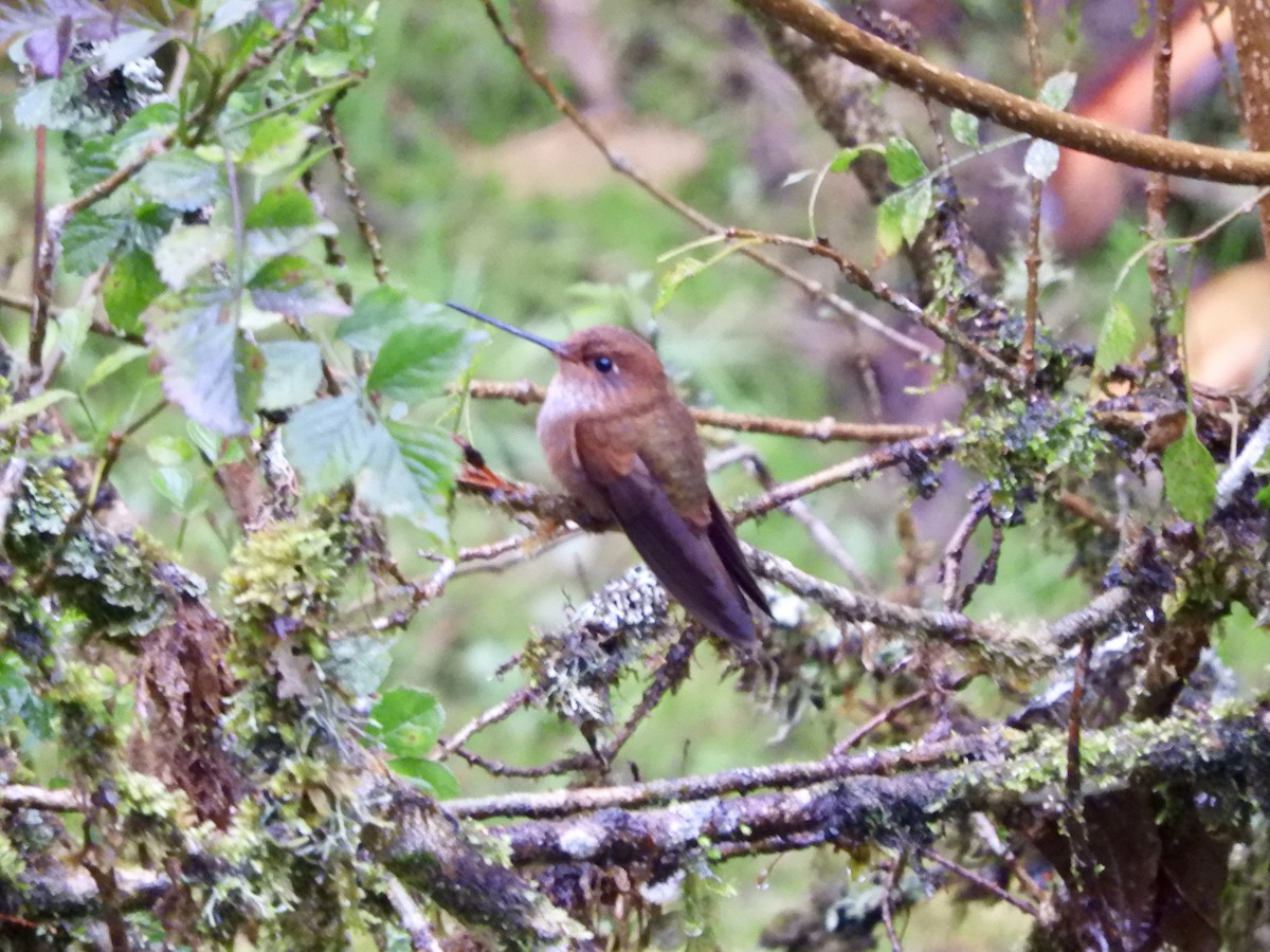 Inca Bronceado - ML646563837