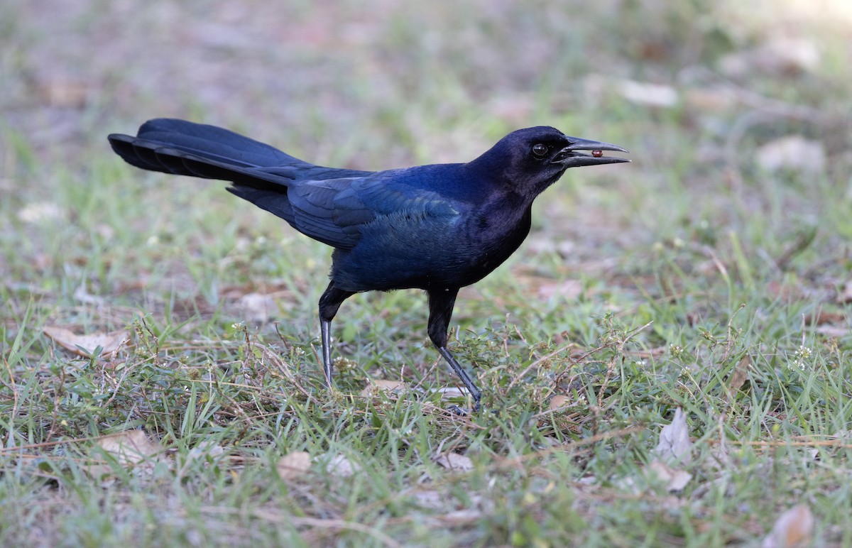 Zanate Marismeño - ML646563840