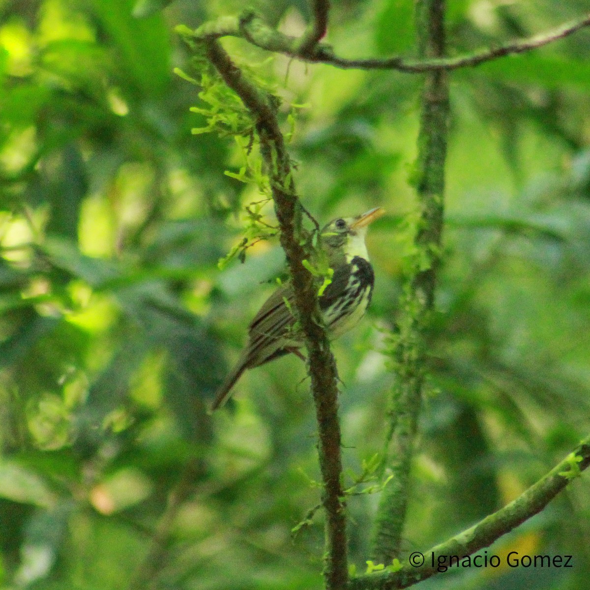 Southern Antpipit - ML646563842