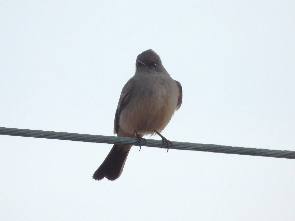Say's Phoebe - ML646563843