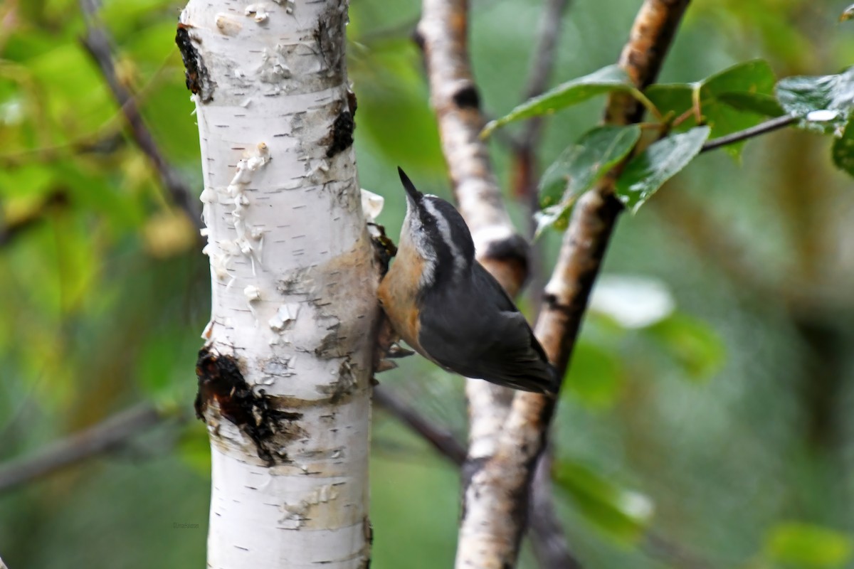 Red-breasted Nuthatch - ML646563844