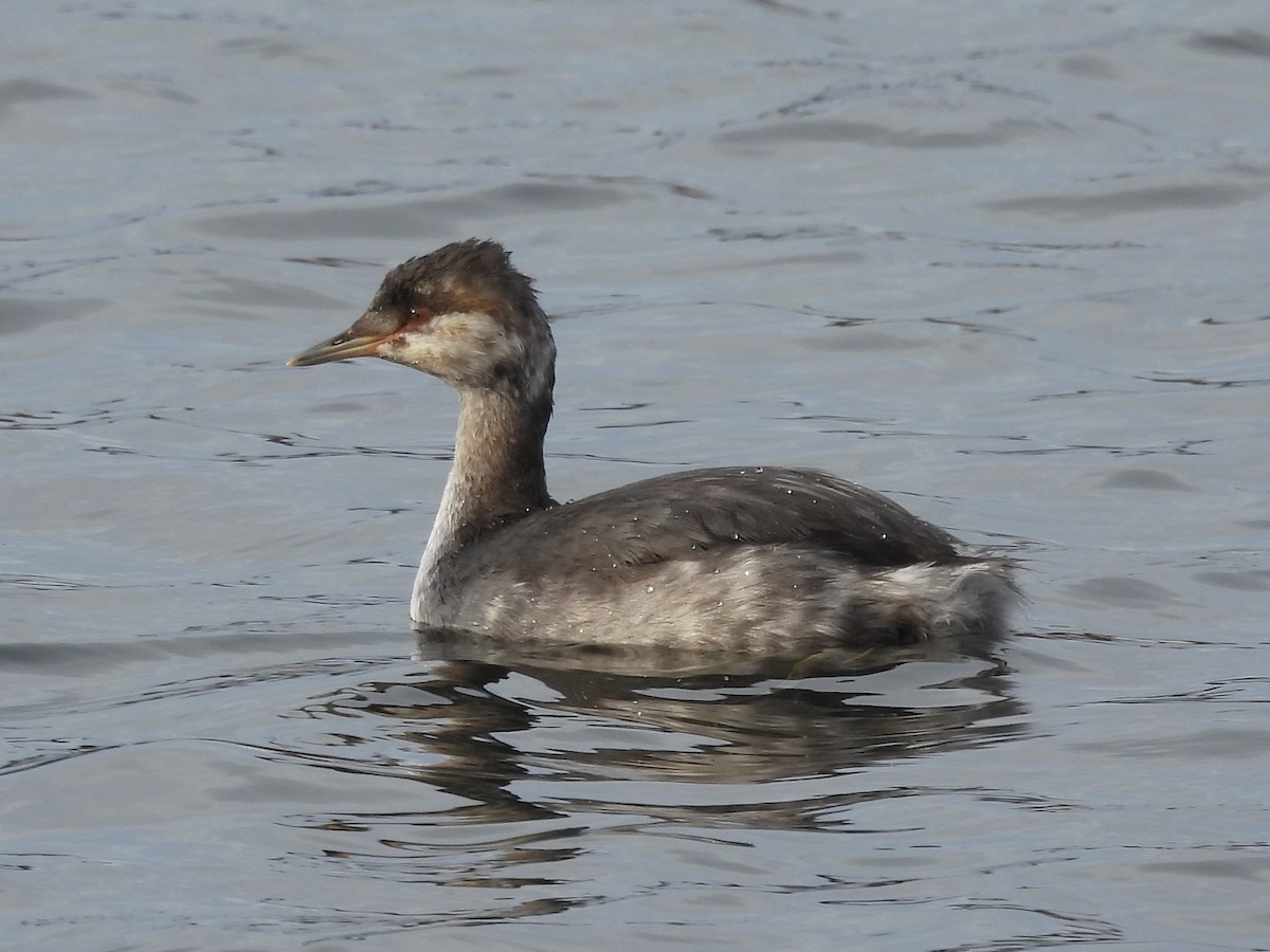 horndykker - ML646563845