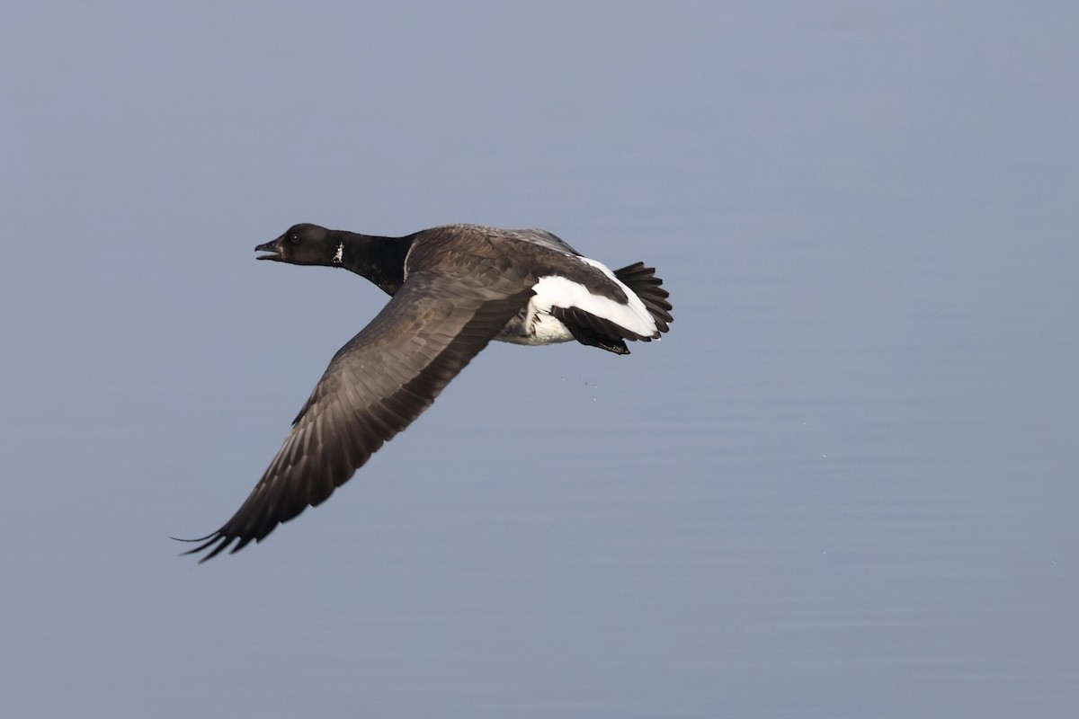 コクガン - ML646563846