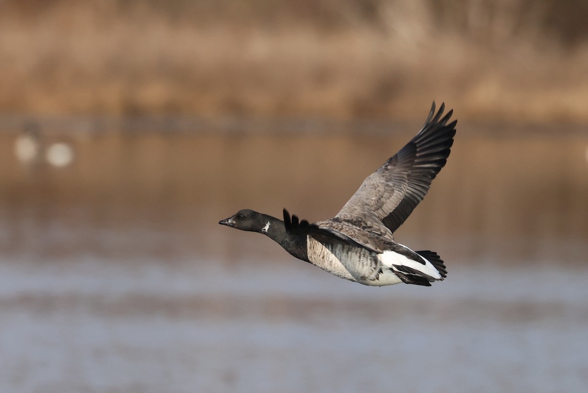 コクガン - ML646563847