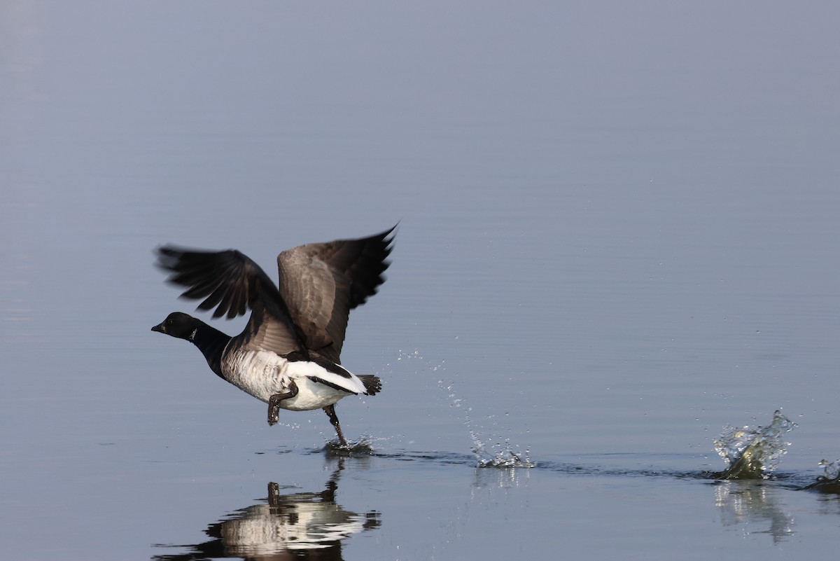 コクガン - ML646563848