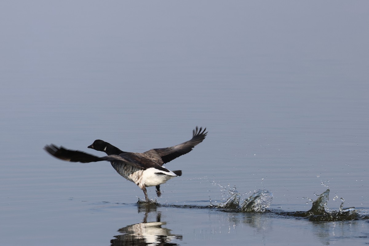 コクガン - ML646563849