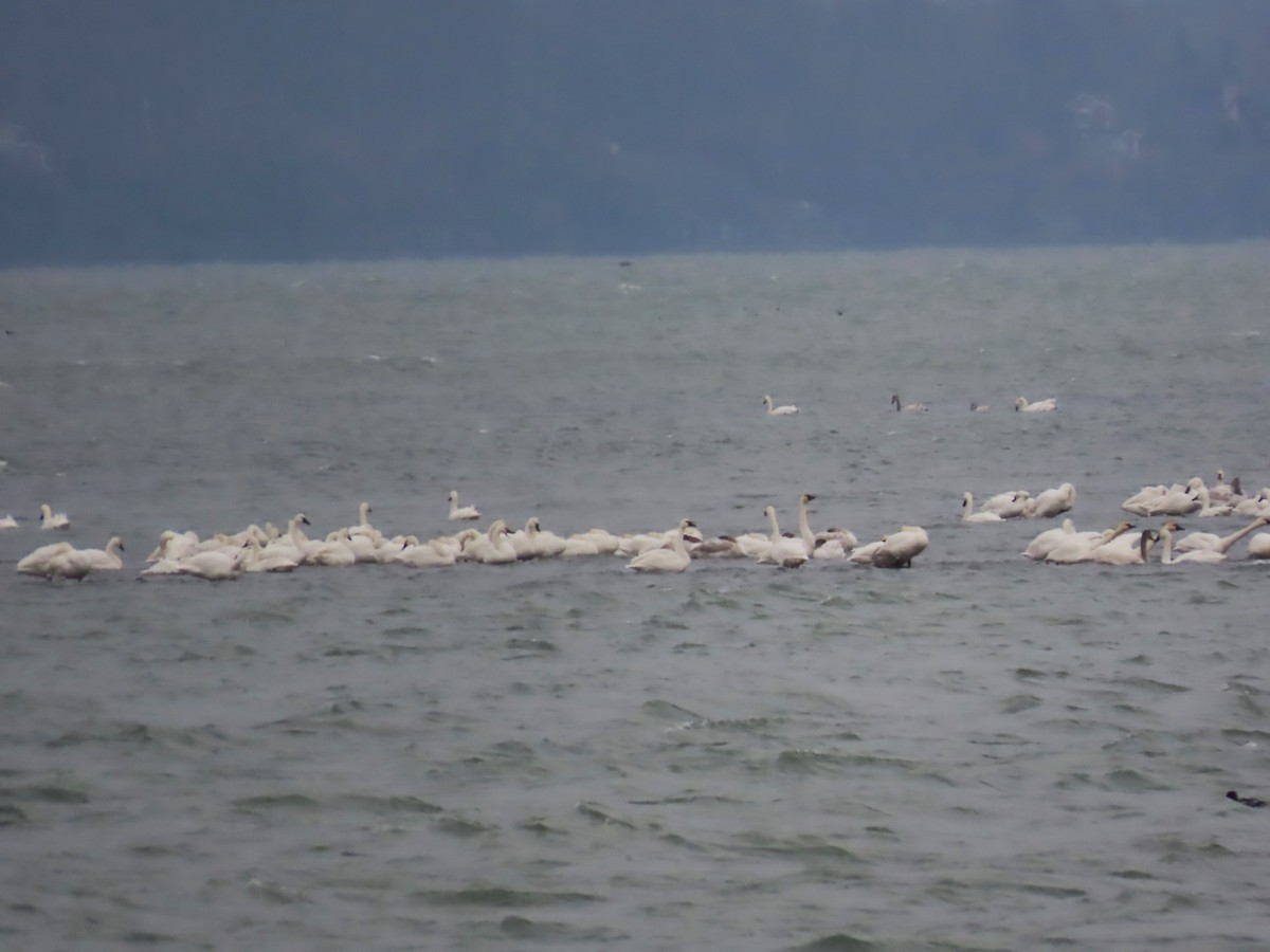 Tundra Swan (Whistling) - ML646563852