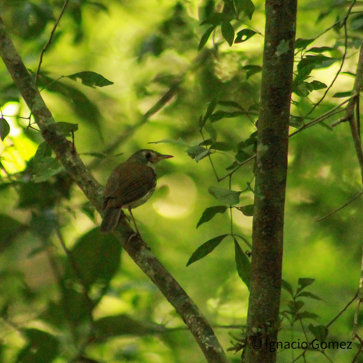 Southern Antpipit - ML646563853