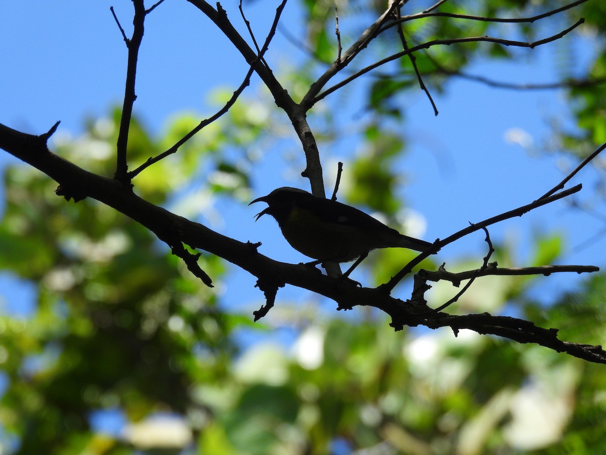 Sucrier à ventre jaune - ML646563858