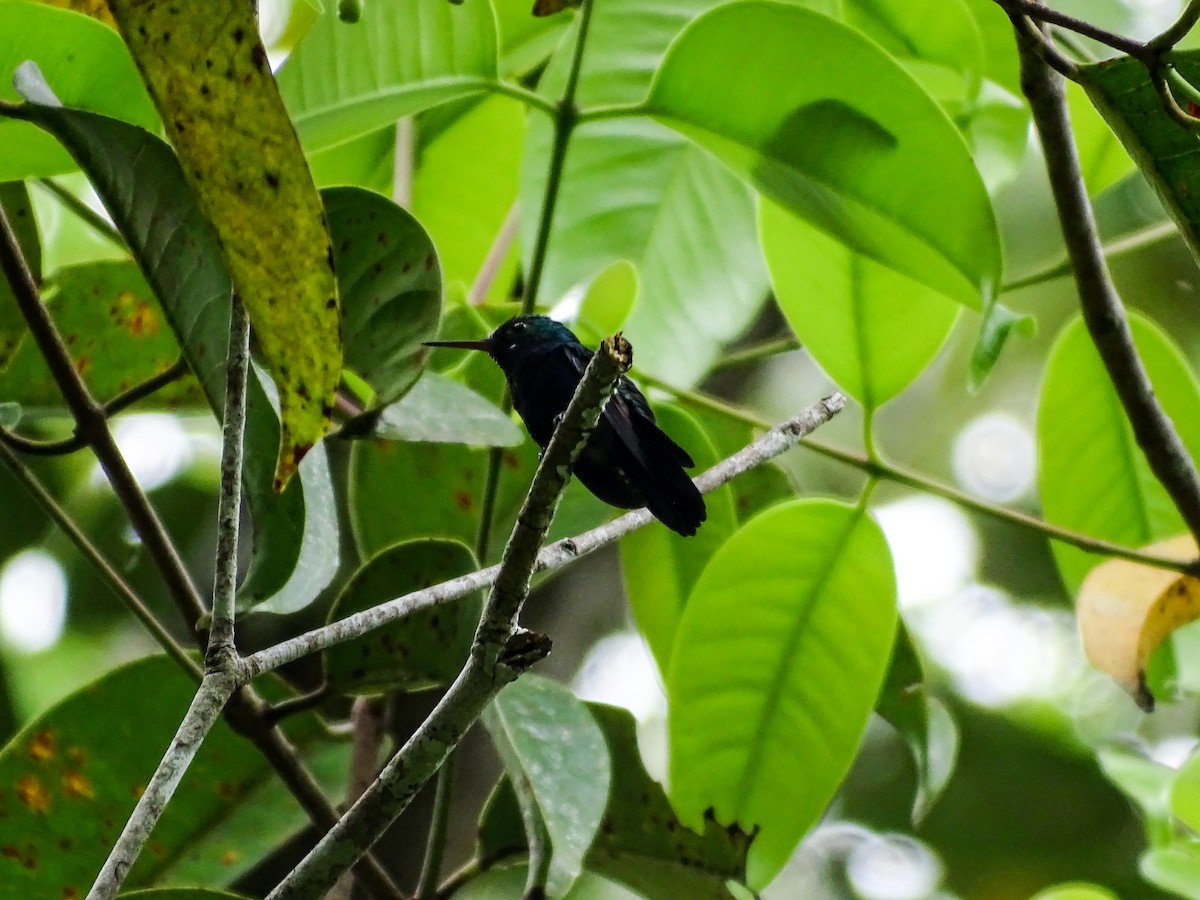 hummingbird sp. - ML646563859