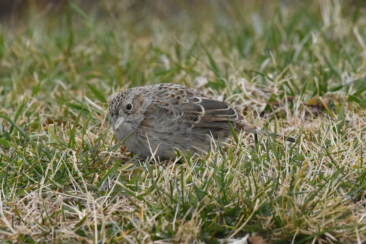 Cassin's Sparrow - ML646563861