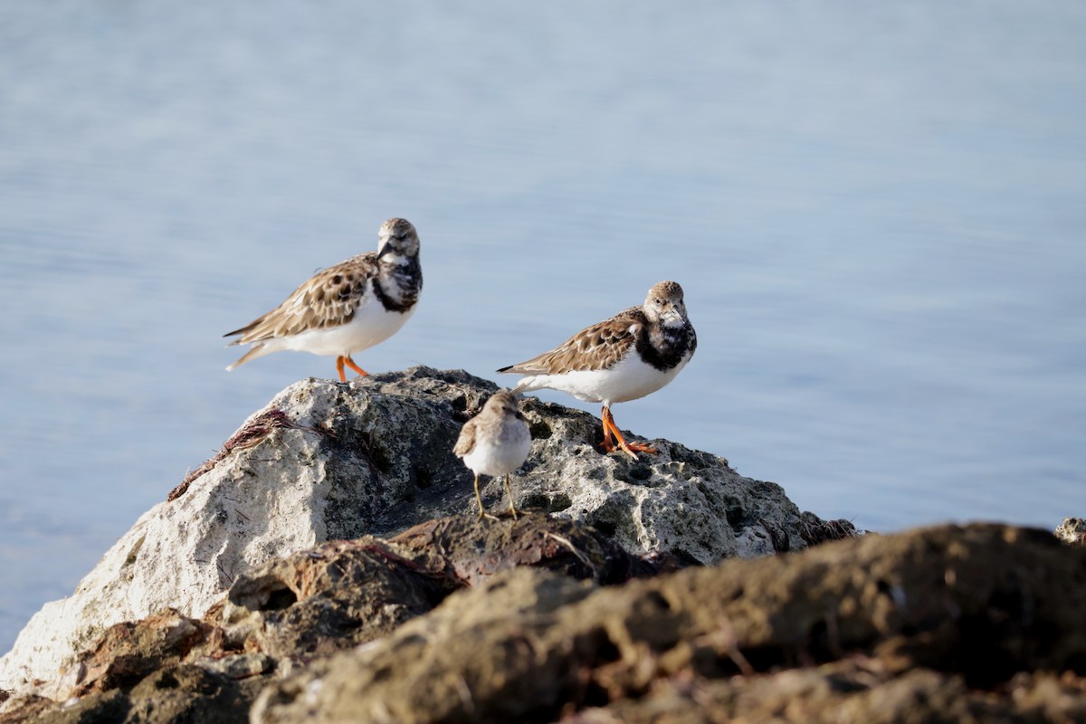 Ruddy Turnstone - ML646563862