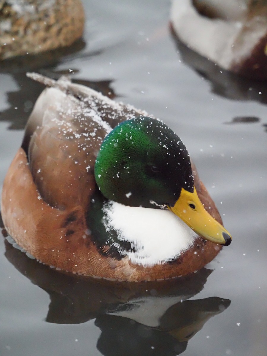 Mallard - ML646563863