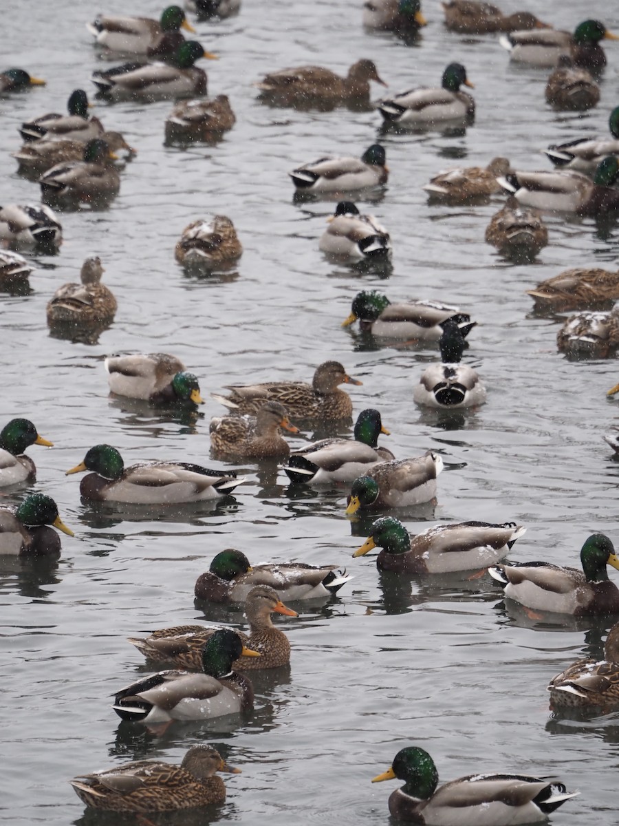 Mallard - ML646563864